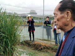 超級稻啟動收割畝產1149公斤,創(chuàng)世界水稻單產紀錄